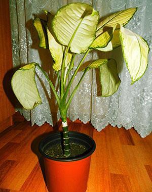 Dieffenbachia-bladen blir gula