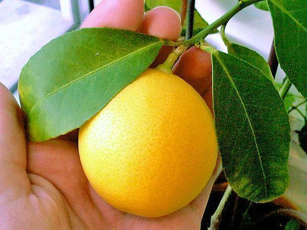 Meyerio nuostabus patalpų citrinas
