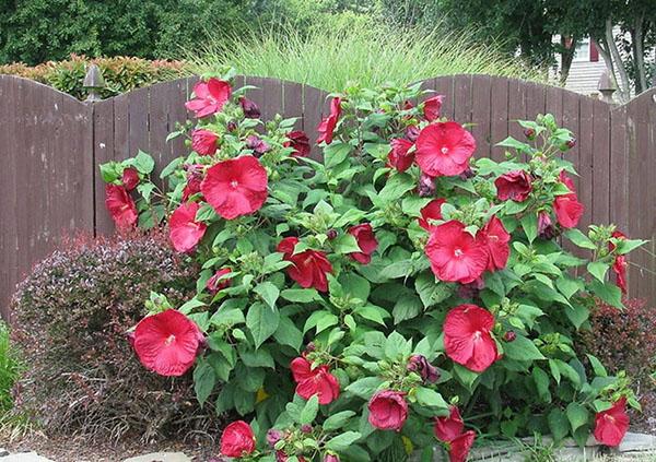 herbaceous hibiscus blooms