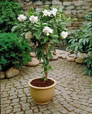 Gardenia jasmine in a pot