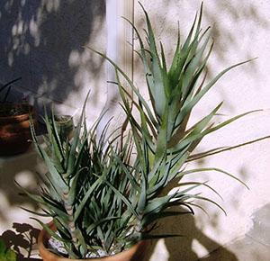 Aloe er en af ​​de mest uhøjtidelige planter