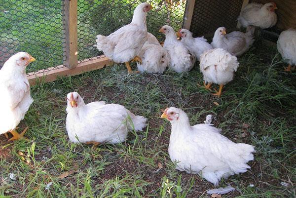 Polli da carne in un recinto estivo sull'erba