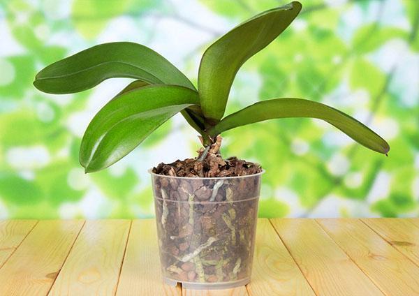 Create a stressful situation for the orchid to bloom