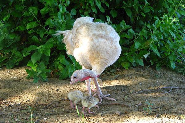 За да се отглеждат здрави потомци на пуйки, е необходимо да се установи правилното им хранене.