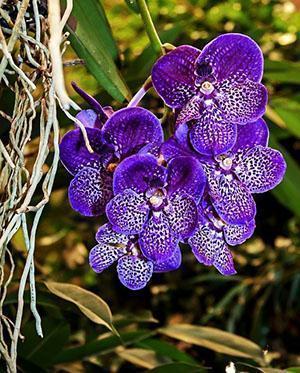 Nádherná orchidej Wanda