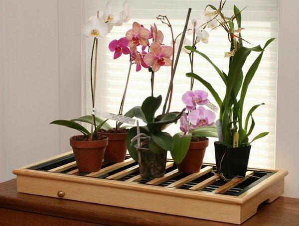 För en framgångsrik utveckling och blomning av phalaenopsis orkidé krävs speciella förhållanden
