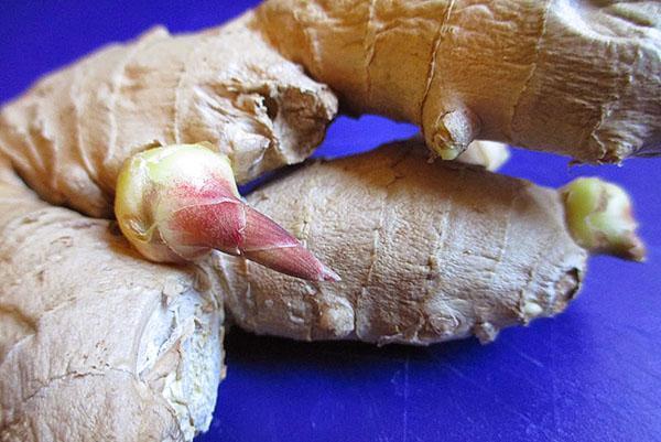 For growing ginger at home, you can buy the root in the store