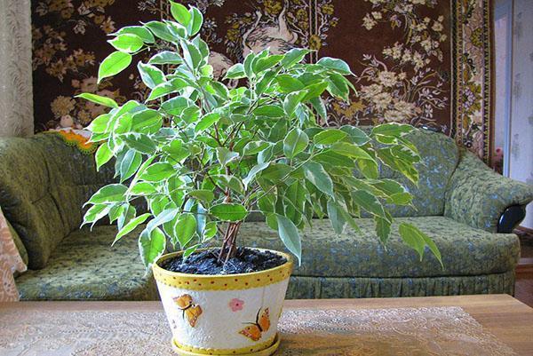 Ficus Benjamin in the interior