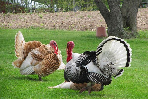 Turkeys of different breeds