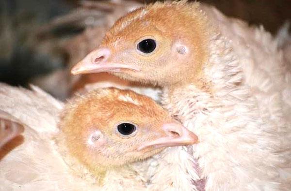 Krůtí krůtí mláďata častěji trpí různými chorobami než dospělí ptáci.