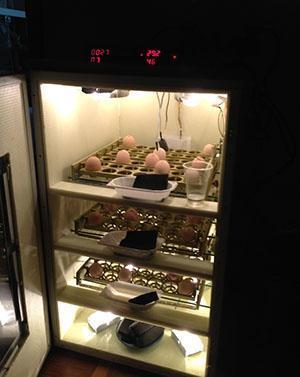 Inkubator från kylskåpet