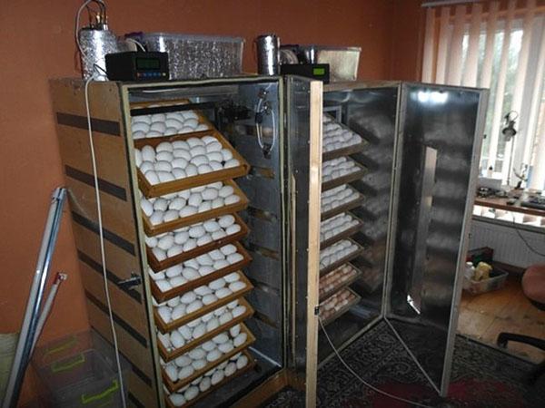 Inkubatorer från kylskåp i drift