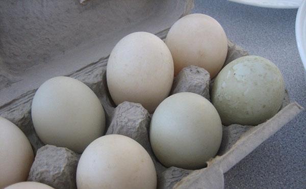 Αποθηκεύστε τα αυγά πάπιας σε δροσερό μέρος