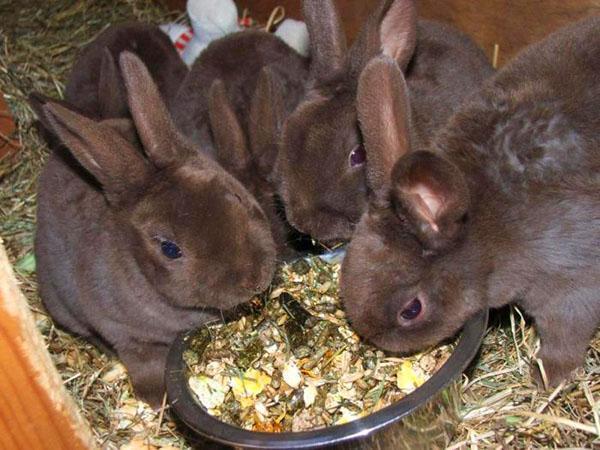 When the rabbits eat all the feed on their own, they are removed.