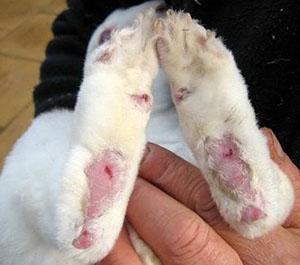 Un lapin s'est blessé les pattes dans une cage