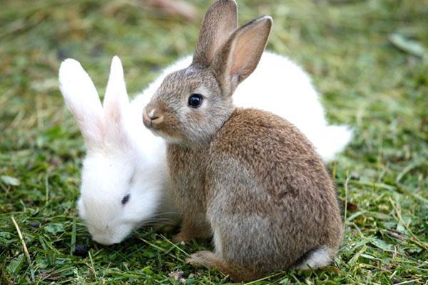 Kaniner er kjøtt, pels, kjemper, dekorative