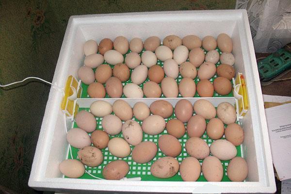 Uova di gallina in un'incubatrice