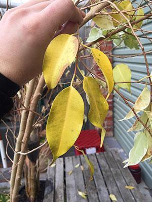 Ficus foliage turns yellow and falls off