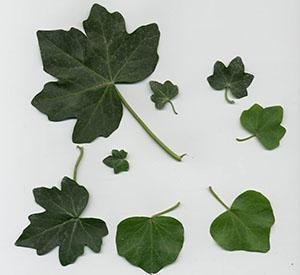 Бръшлянови листа от различни видове