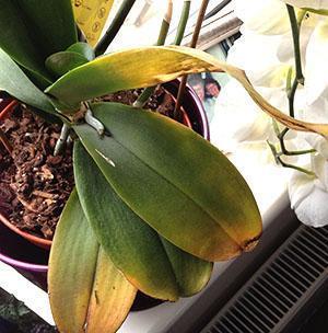 Massive yellowing of orchid foliage is alarming