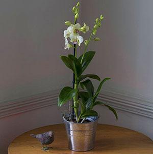 Dendrobium orchidej začíná kvést