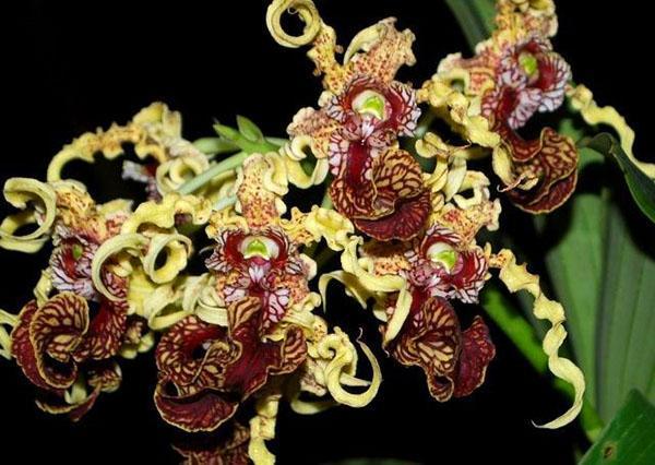 Ungewöhnliche Blüte von Dendrobium-Orchideen