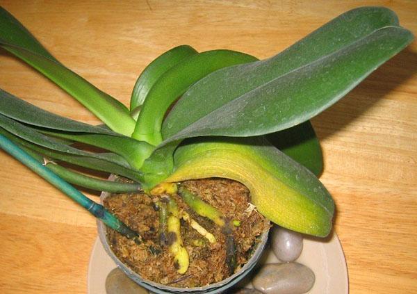 Improper watering leads to the appearance of yellowing leaves