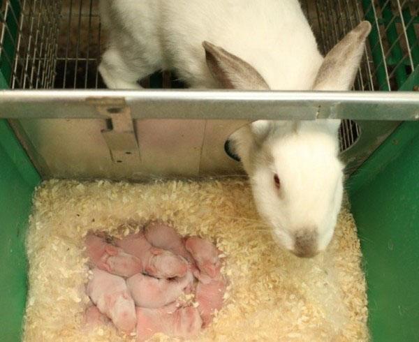 Новородени зайци