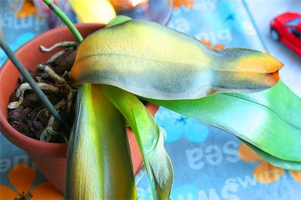 Erfrierungen der Phalaenopsis-Orchidee