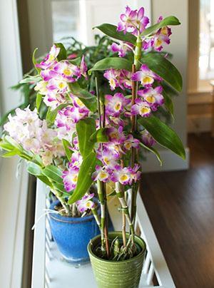 Dendrobium orchidej v interiéru