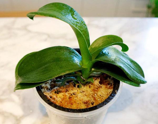 En orkidé utan rötter kan sparas
