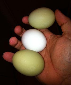 Inspection des œufs avant l'incubation