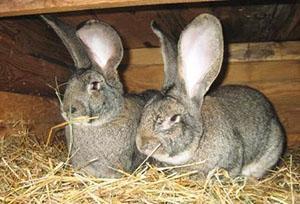 Çift tavşan