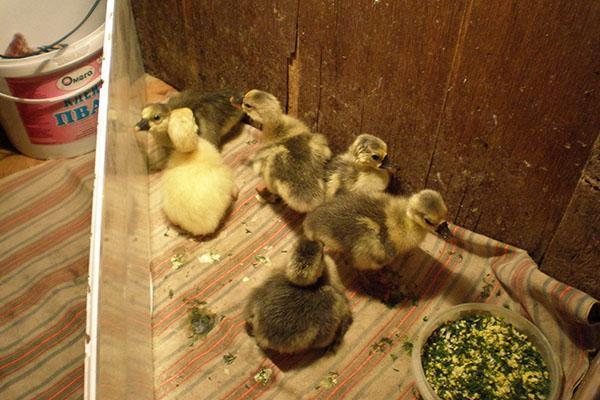 First feeding goslings