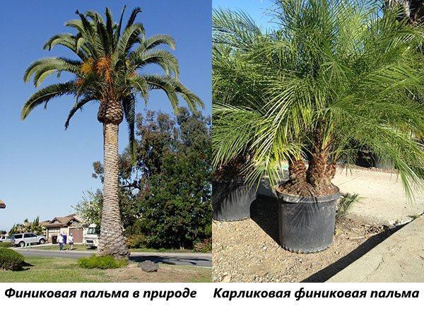 Dadelpalm i naturen och dvärg dadelpalm