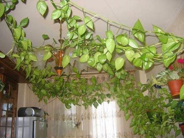 Indoor ivy in the interior