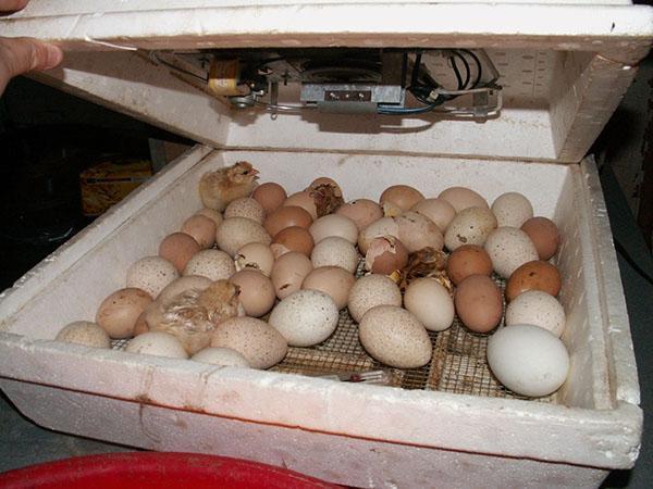 ระยะสุดท้ายของการฟักไข่คือการฟักไข่
