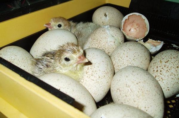 ลูกไก่ตัวแรกมาถึงในตู้อบ