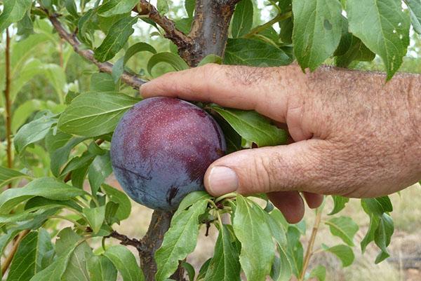 Prunele din diferite soiuri cresc în aproape fiecare grădină.