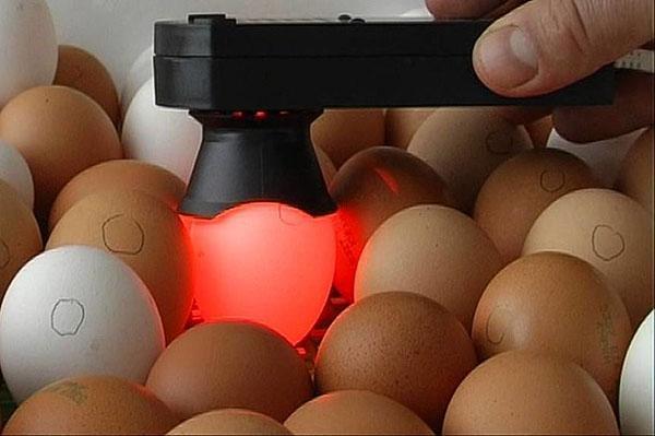 Kiaušinių tikrinimas dėl apvaisinimo