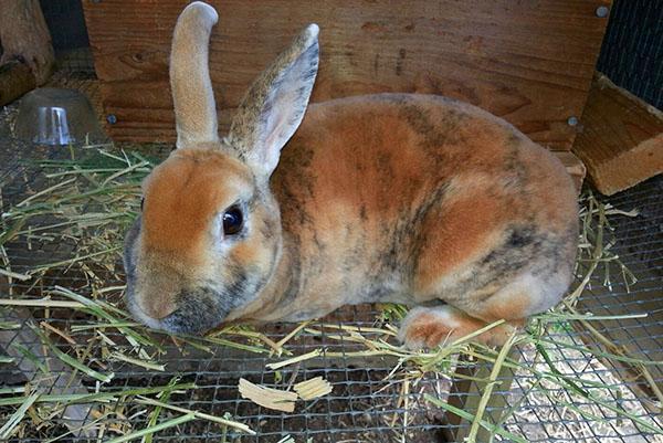 Развъждането на зайци все повече привлича вниманието на летните жители