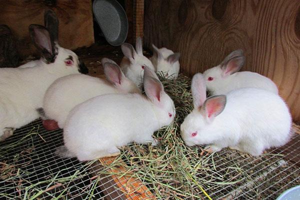 Opbevaring af kaniner i bur