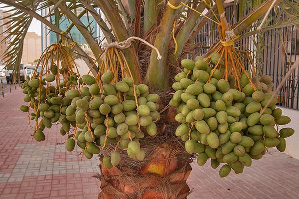 I frutti della palma da datteri maturano