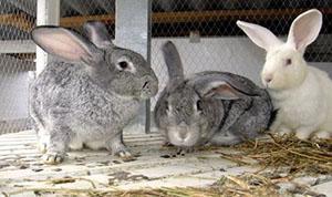 Les lapins ont une faible immunité contre diverses maladies