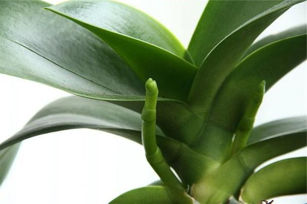 Die Orchidee wächst eine Luftwurzel und einen Stiel