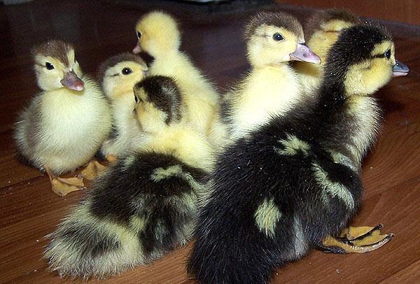 Incubator ducklings