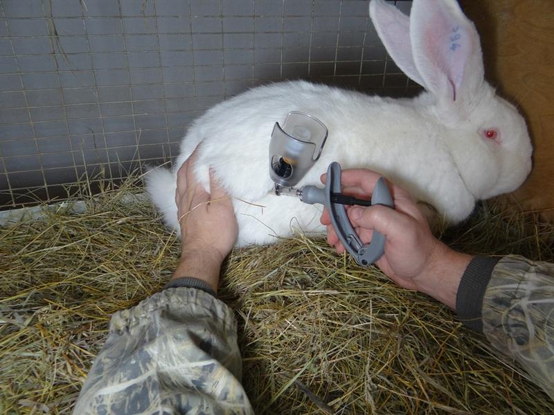Tavşanları aşılamak hayvanları hastalıklardan koruyacaktır