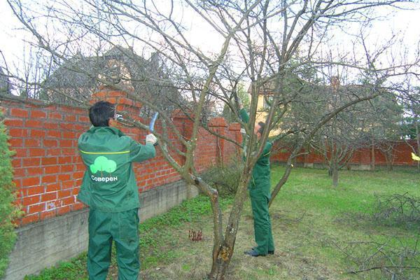 Potatura primaverile di alberi da frutto