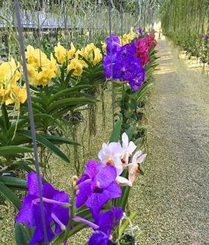 Växande Wanda Orchid i ett växthus