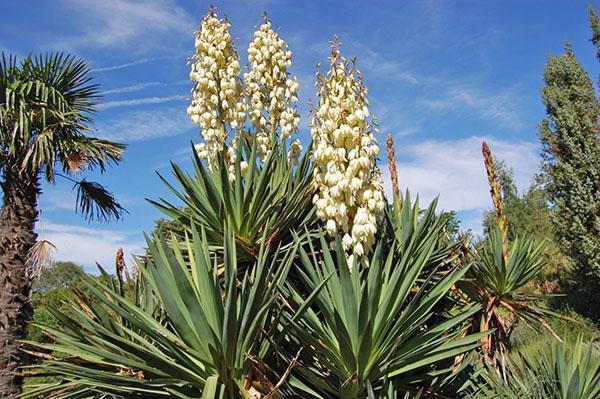 Yucca filamentös in der Natur